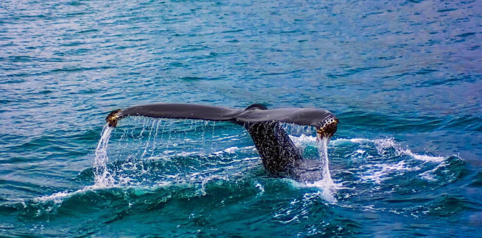 Whale Watching holiday package from Nepal