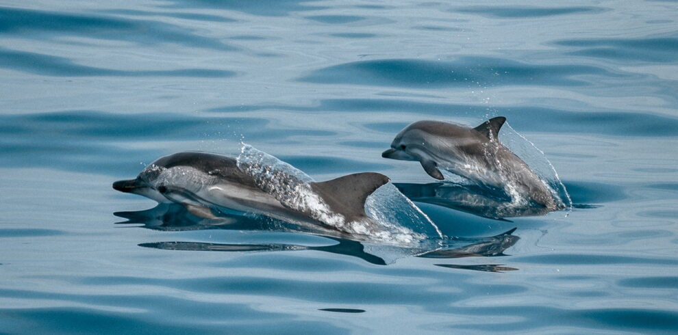 Bali Dolphin watching Tour