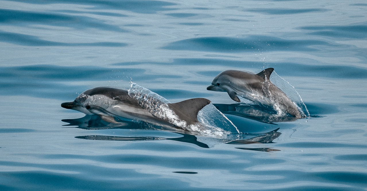 Bali Dolphin watching Tour