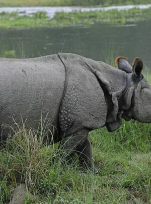 Kathmandu Chitwan Holiday Package