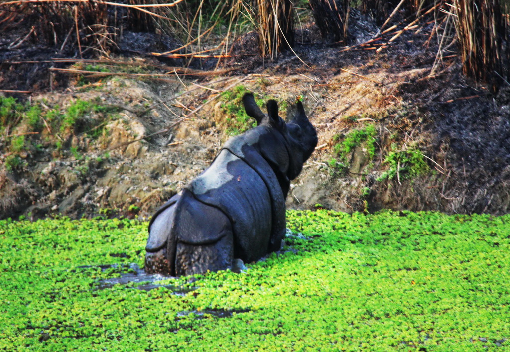 Jeep Safari in Chitwan National Park